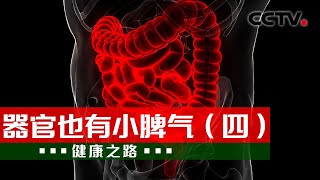 吃辣、喝冰别放肆 抗生素滥用很危险！小心肠道也会“闹情绪” 20230527 器官也有小脾气（四）《健康之路》CCTV科教 [upl. by Yehsa]