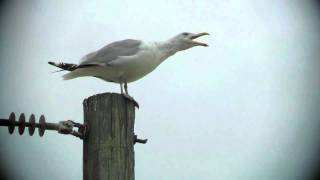 Sounds I love this time of year the Seagull Call [upl. by Eleni]