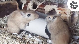 Gerbilles Jeux en Carton Grignotage Avec Les Bébés   Rongeur Mignon Drôle  La Ménagerie dAngie [upl. by Edgard120]