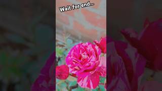 Wait for end 👉to see what happened with me😳😳😳shortsyoutubeshorts trendinggarden gardening [upl. by Sorilda]