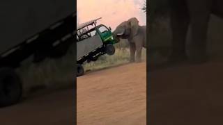 An angry elephant attacked safari truck in South Africa safari pilanesberg attack elephant 사파리 [upl. by Nahta]