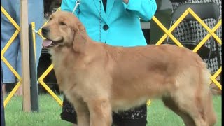 Golden Retriever Club of Canada Regional Specialty September 19 2015 [upl. by Eenad323]