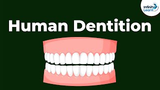 Human Dentition  Teeth  Dont Memorise [upl. by Libna]