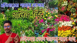 গাছের হাট গালিফ স্ট্রিট এই টিপস্ ফলো করলে জলের দামে গাছ।। Galiff Street pet market galiffstreet [upl. by Atlas409]