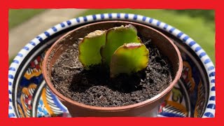 Lidcactus stekken propagation Christmas cactus [upl. by Laraine]