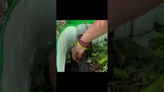 Healthy lifestyle trending food gardening garden [upl. by Magan539]