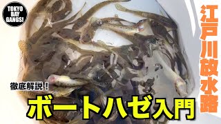 【初心者入門】江戸川放水路！ボートハゼの釣り方を徹底解説！！この動画を見れば必ず釣れます！！！ [upl. by Zanas]