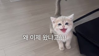 고양이 입양 후 첫 출근 vlog [upl. by Eisinger]