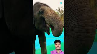 The most delicious coffee☕ 🤯 subscribe facts viralvideo youtubeshorts elephant 😱 [upl. by Aurea684]