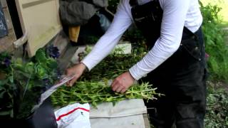 Harvesting Organic Cut Flowers [upl. by Howenstein]