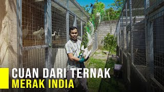 Raup Puluhan Juta dari Ternak Merak India [upl. by Nnad]