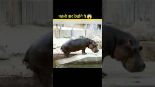 Why Hippo Spray Poop 💩 shorts ytshorts facts amazingfacts [upl. by Boardman344]