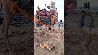 Thar camel walking thar desert beautiful camel camellife nature ll camel of thar [upl. by Nnairrek]