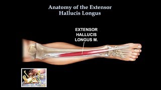 Anatomy Of The Extensor Hallucis Longus Muscle  Everything You Need To Know  Dr Nabil Ebraheim [upl. by Dazhehs865]