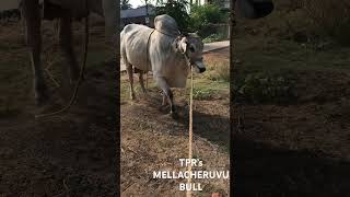 TPR’s Mellacheruvu Bull TPRbullsMovva [upl. by Steady180]