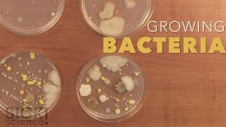 Growing Bacteria  Sick Science 210 [upl. by Claude918]