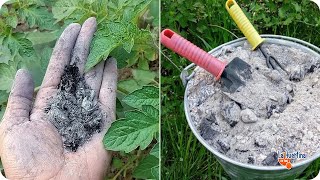 7 uses of ashes in the vegetable garden  you will never throw them away again [upl. by Yzus]