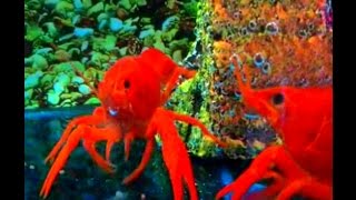 Freshwater Red Lobster Feeding in Tank [upl. by Sellers]