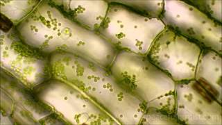 Elodea under the microscope [upl. by Etty]