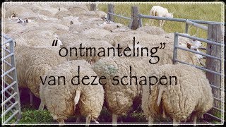 Schapen scheren [upl. by Ipoillak]