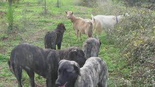 Portugal Livestock Guard Dogs quotCão de Castro Laboreiroquot [upl. by August]