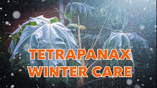 Tetrapanax papyrifer Rex  Quick UK Winter Care Guide [upl. by Ylrebmi220]