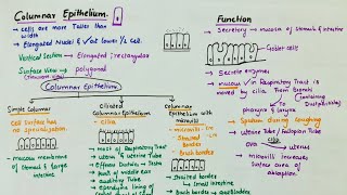 Simple Columnar Epithelium  Location  Function  Types [upl. by Suriaj594]