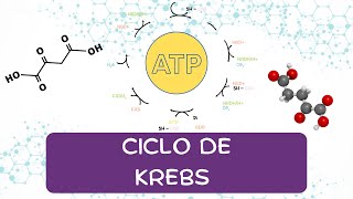 CICLO DE KREBS FÁCIL Y RESUMIDO SOLO 4 MINUTOS [upl. by Orin]