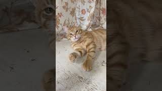 Video of adoptable pet named Krinkle Jenkintown PS FCID 05232024106 [upl. by Desdemona]