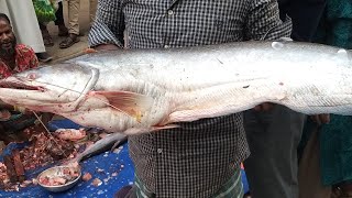 12 Kg Giant Wallago Attu BolaFishCutting Skills And How To Collect Hu [upl. by Adnilasor289]