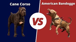 Cane Corso Vs American bandogge  American bandogge VS Cane corso [upl. by Nadiya576]