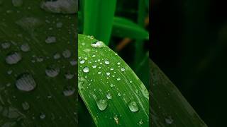 Transpiration shortsfeed biology transpiration science shortvideo [upl. by Edla]