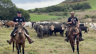 BUFALO CARA BRANCA NA FAZENDA RINCÃO CURITIBANOS [upl. by Aisyla555]