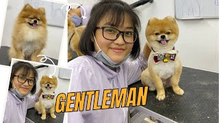 How to Groom a Pomeranian Transform Your Pup into a Dapper Gentleman [upl. by Aerdnaed5]