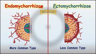 Endomychorrhizae Vs Ectomychorrhizae [upl. by Llekim]