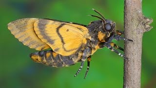 Acherontia atropos  Zmierzchnica trupiagłówka  Totenkopfschwärmer [upl. by Ellwood]