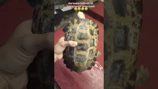 mengenal forsteni kura kura hutan hujan asal indonesiaturtle pets kurakura aquarium [upl. by Nnairak]