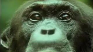 Chimpanzees Team Up to Attack a Monkey in the Wild  BBC Studios [upl. by Brotherson]