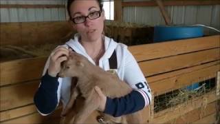 Disbudding super cute baby Lamancha goats Non GRAPHIC content [upl. by Shepherd]