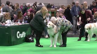 Pyrenean Mountain Dogs  Great Pyrenees  Penellcy Chester [upl. by Pauiie]