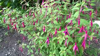 Hardy Fuchsia in Southern Ontario Canada [upl. by Egiap629]