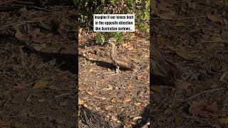 So Awkward curlew curlews australia australiananimals aussie australianbirds birding birds [upl. by Yelekalb725]