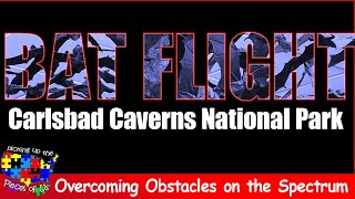 Bat Flight at Carlsbad Caverns National Park [upl. by Nylear]