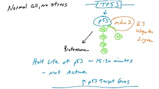 p53 Introduction to the p53 tumor suppressor protein and its function [upl. by Janelle495]