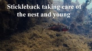 Stickleback taking care of the nest and young [upl. by Eednus]