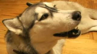 Funny Husky singing harmonica blues [upl. by Ronnoc]