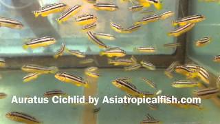 Auratus Cichlid Breeding And Export From Thailand [upl. by Morgenthaler]