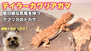 【テイラーカワリアガマ】盾のように左右に広がった尻尾を持つアフリカのトカゲです [upl. by Fredia]