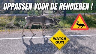 WE MOETEN OPPASSEN VOOR DE RENDIEREN OP DE WEG 213 [upl. by Pride726]