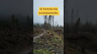 Sembra lo scenario di un film postapocalittico dove la natura è stata devastata e resa [upl. by Einomrah]